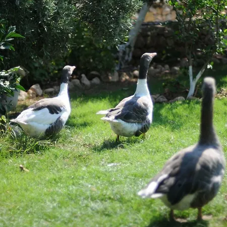 Calba Hause Feriegård Turunç
